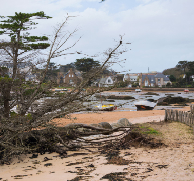 A lone tree is positioned on a beach, surrounded by soft sand and the gentle waves of the ocean in the background.